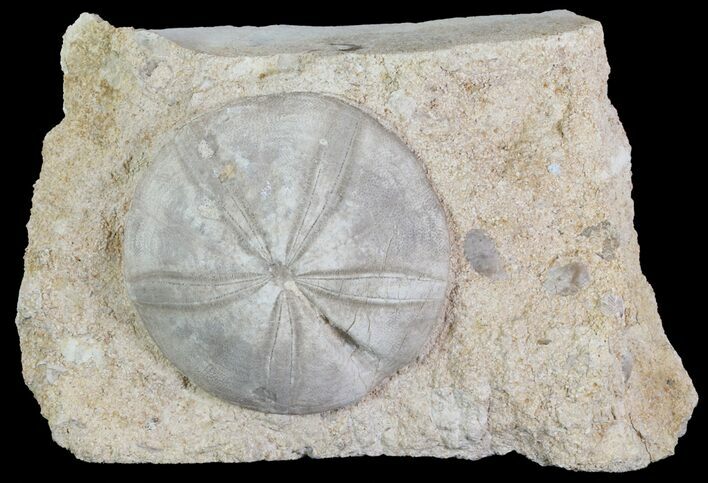 Jurassic Sea Urchin (Clypeus plotti) - England #64738